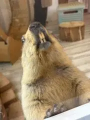 まきの画像