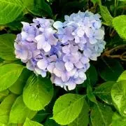 マスカット@即購入◎の画像