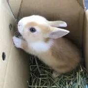 コムギの画像