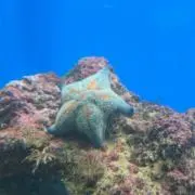 すくーの画像