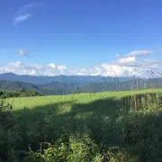 アレキの画像