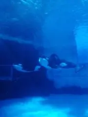 いわしの画像