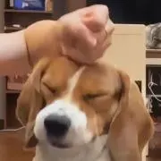 Qちゃんの画像