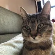 れいこ