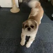 らーたん