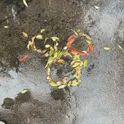 わみの画像