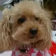モカママ