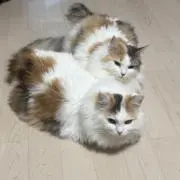 生まれ変わるなら猫