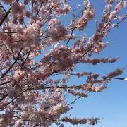 サクラ
