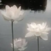 ちょこの画像