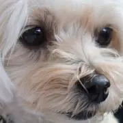 whitechoco2525の画像
