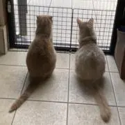 おとんの画像