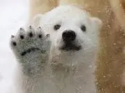 よんたの画像