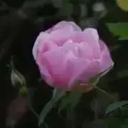 ♡ゆうママ♡の画像