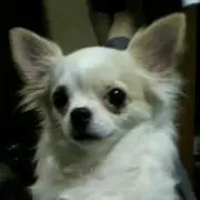 ribon