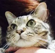 雪猫
