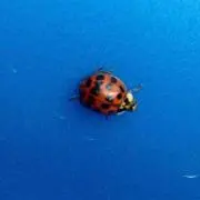 ♀