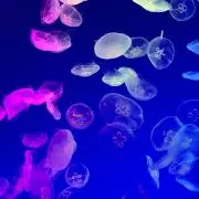 sachiiiの画像