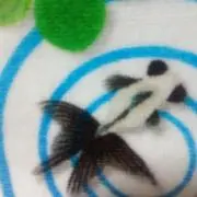 クーピの画像
