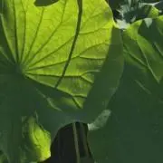 ♡A.K♡の画像