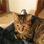 ルユリクコレの画像