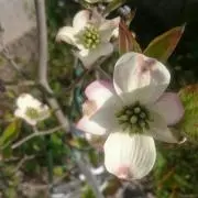 kuromitsuの画像