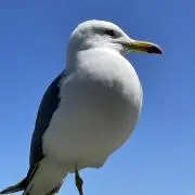 ぽりぽりの画像