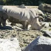 ナカジマの画像