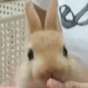 にいなママ