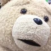 teddy.