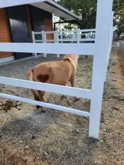 コロコロの画像