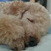 やーとん