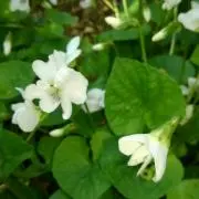 ☘️   エイコ   ☘️の画像