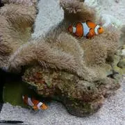 ひろの画像