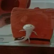 パーコ