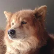 3vの画像