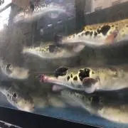 uouoの画像