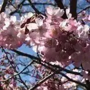 まなか