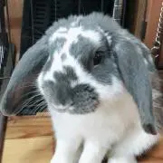 いっぷとたろー