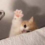 (=^ェ^=)の画像