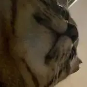 プロフ必読…♫ねこ♫の画像