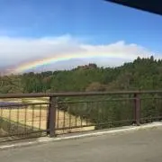 クロの画像