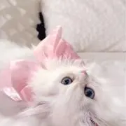 よんちゃん即日発送⟡˖·の画像