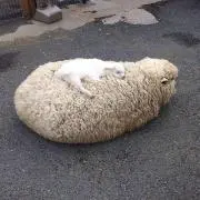 セミョーノフの画像