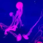 MIMの画像