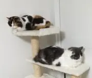 谷ちゃん