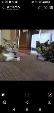 猫とめだか♡の画像