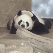 Ryuの画像