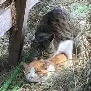 わらねこゑんまる