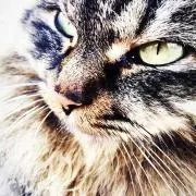 はるるん